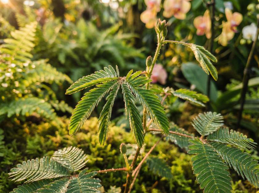 国产视频含羞草视频